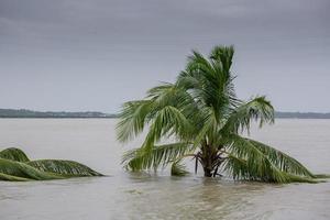 Bangladesh June 27, 2015 A whole coconut tree is submerged in river, effect of massive river erosion at Rasulpur, Barisal District. photo