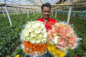 Bangladesh diciembre 07, 2017 un granjero recoge y muestra algunos gerbera flores para rebaja en un gerbera flor jardín a sabar, dhaka. foto