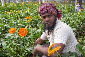 Bangladesh diciembre 07, 2017 un gerbera flor granjero mira a el cámara mientras tendiendo a el flores en su jardín a sabar, dhaka. foto