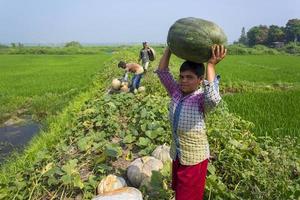 Bangladesh March 04, 2018 A farmer boy carries a giant sweet pumpkin on his head at Munshiganj, Dhaka. photo