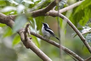 Little pied flycatcher or Ficedula westermanni observed in Rongtong in India photo