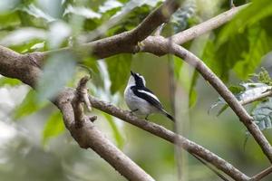 Little pied flycatcher or Ficedula westermanni observed in Rongtong in India photo