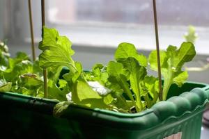 A box for seedlings with growing lettuce on a window sill by the window. Growing lettuce at home. Sunlight from the window. Vertical sticks in the ground. Shallow depth of field. Horizontal. photo