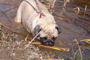 A small fat pug on a leash climbs into the pond. Mud with stones on the shore. Dry grass and reeds in the water. Focus on the dog face. Horizontal. photo