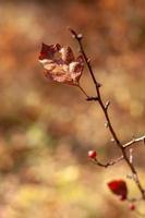 Leaf on a branch with a blurred background. photo