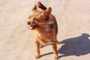 A funny little dog with its tongue hanging out is standing on the road. Yorkshire Terrier on the street. Long brown dog hair. Horizontal. photo