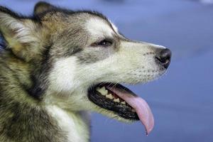 Portrait of a husky dog in profile. A dog with open mouth, fangs visible and tongue sticking out. Wool is fluffy, white and black. Background blue blurred. Isolated. photo