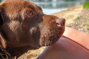 The brown labrador dog faithfully looks at the mistress sitting at her feet. The shore of the lake with sand in the background. Sunny. photo