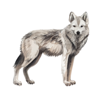 Watercolor Gray Wolf . AI Generated png