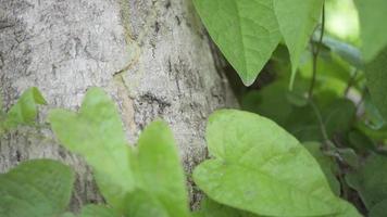 noir fourmi colonie plus de le arbre branche sur vert jardin. le métrage est adapté à utilisation pour animal faune Contexte et environnement contenu médias. video