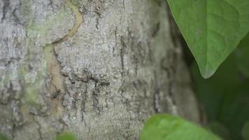 Preto formiga colônia sobre a árvore ramo em verde jardim. a cenas é adequado para usar para animal animais selvagens fundo e meio Ambiente conteúdo meios de comunicação. video