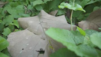 Black ant Colony over the dry leaf on green garden city. The footage is suitable to use for animal wildlife background and environment content media. video