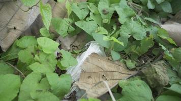 Black ant Colony over the dry leaf on green garden city. The footage is suitable to use for animal wildlife background and environment content media. video