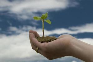 mano pizca planta en cielo foto