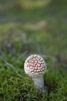 red autumn toadstool growing in a green European forest photo