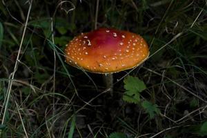 red autumn toadstool growing in a green European forest photo