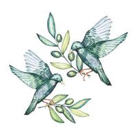 Hand drawn watercolor composition with starlings and olive branches vector