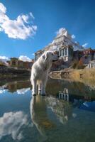 un muy linda gigante perro mira arriba a el cielo hermosa retrato generativo ai foto