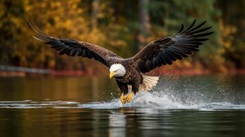 americano calvo águila buceo cerca arriba foto generativo ai