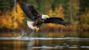 un americano calvo águila buceo cerca arriba foto generativo ai