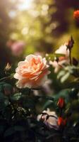 hermosa y vistoso soñador Rosa jardín con calentar Encendiendo. generativo ai. foto
