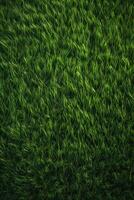 Field of fresh green grass texture as a background, top close up view. . photo