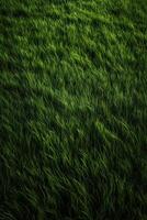 Field of fresh green grass texture as a background, top close up view. . photo