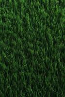 Field of fresh green grass texture as a background, top close up view. . photo
