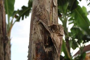 banana tree trunk texture photo