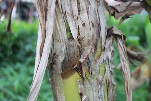 banana tree trunk texture photo