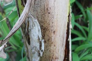 banana tree trunk texture photo