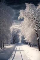 snowy road lined with trees covered in snow. . photo