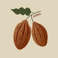 Cocoa. Hand drawn sketch cocoa beans, leaves sketch and cocoa tree. Organic product.Plant parts. For label, logo, emblem, symbol.Flat vector illustration