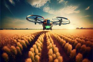 drone flying over a field of wheat. . photo