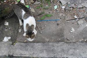 gato mirando para comida en el lado de el la carretera foto