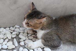 gato ocultación en el borde de el pared foto