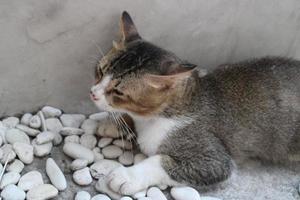 cat hiding on the edge of the wall photo