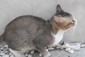 cat hiding on the edge of the wall photo