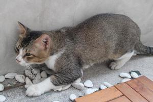 gato ocultación en el borde de el pared foto