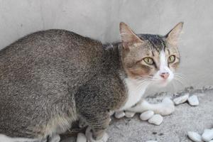 cat hiding on the edge of the wall photo