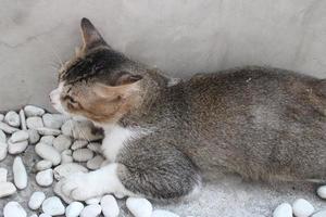 cat hiding on the edge of the wall photo