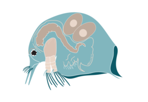 plancton, agua pulga, zooplancton icono. vistoso dibujos animados linda animal icono aislado png
