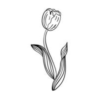 Tulip flower line art. Minimalist outline drawing. Single line drawing. Vector isolated floral elements.