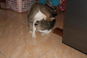 photo of a cat sitting on the floor