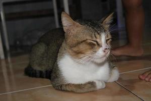 photo of a cat relaxing on the floor