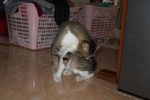 photo of a cat sitting on the floor