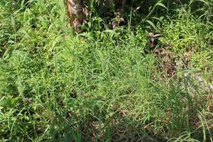 photo of fresh green grass in the morning