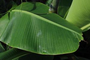 Photo of fresh green banana tree leaves in the morning