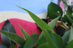 photo of green leaves in children's garden