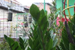 photo of green leaves in children's garden kids